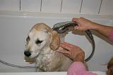 BAIN - GOLDEN RETRIEVER 055